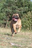 BULLMASTIFF 016